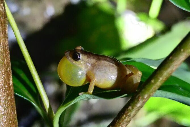 Monteverde Night Tour Unique Experience - The Itinerary: What to Expect at Each Step