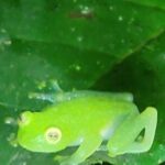 Monteverde Night Walk - Authentic Experiences and Insights from Previous Travelers