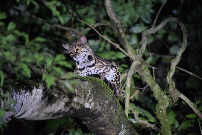 Monteverde Night Walk Tour - What Past Travelers Are Saying