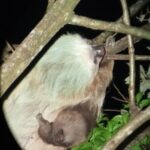 Monteverde Rain Forest Night Walk - The Sum Up: Is the Monteverde Rain Forest Night Walk Worth It?