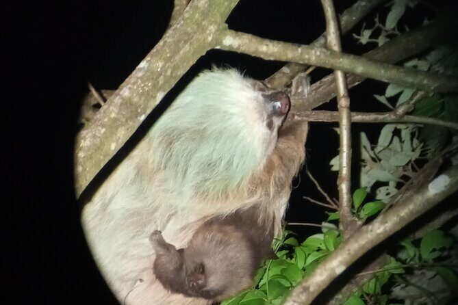 Monteverde Rain Forest Night Walk - The Sum Up: Is the Monteverde Rain Forest Night Walk Worth It?