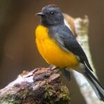 Monteverde semi-private guided tour - Why This Tour Offers Great Value