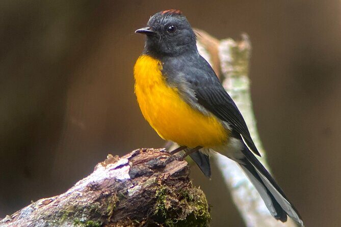 Monteverde semi-private guided tour - Why This Tour Offers Great Value