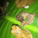 Monteverde Sloth sanctuary, Hanging Bridges, Butterflies garden - The Complete Guide to This Costa Rican Adventure