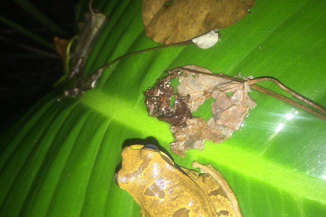 Monteverde Sloth sanctuary, Hanging Bridges, Butterflies garden - The Complete Guide to This Costa Rican Adventure