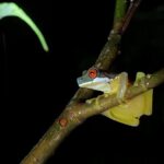 Monteverde Tropical Forest Night Tour - An In-Depth Look at the Monteverde Night Tour