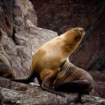 Morning: Ballestas Island tour from Paracas with entrances - The Complete Experience: A Closer Look at the Ballestas Islands Tour