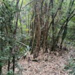 Mount Healthy National Park Private Hike Tour in Tortola - Practical Details: What You Need to Know