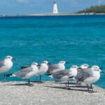 Multi-day Barbados 4WD Tour from Accra Beach Hotel - An In-Depth Look at the Barbados 4WD Tour