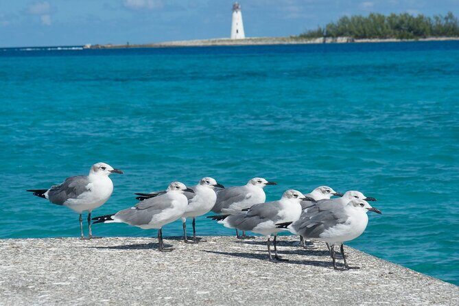 Multi-day Barbados 4WD Tour from Accra Beach Hotel - An In-Depth Look at the Barbados 4WD Tour