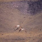 Multi-Day Tour in San Pedro de Atacama with Pickup - FAQ