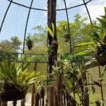 MUSA Amazonian Museum Transportation - Discovering the MUSA Amazonian Museum