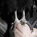 Mystic experience at Cochahuasi ( blessings of the Andean condor) - Authenticity and Value