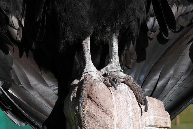 Mystic experience at Cochahuasi ( blessings of the Andean condor) - Authenticity and Value