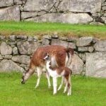 Mystical Journey: 2-Day Private Adventure to Machu Picchu - Who Will Love This Tour?