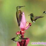 Mystical Mindo Marvels: A Daylong Dive into Nature's Dreamland! - Waterfall Walk: Walking Through the Cloud Forest