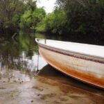 Nariva Swamp: Monkey Viewing Experience - Practical Details and Tips