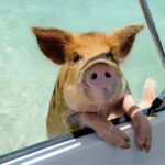 Nas: 3 islands Tour ,snorkel, Turtles, pigs and lunch - What the Reviews Say: Authentic Perspectives
