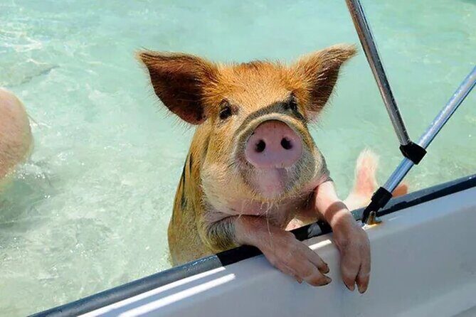 Nas: 3 islands Tour ,snorkel, Turtles, pigs and lunch - What the Reviews Say: Authentic Perspectives