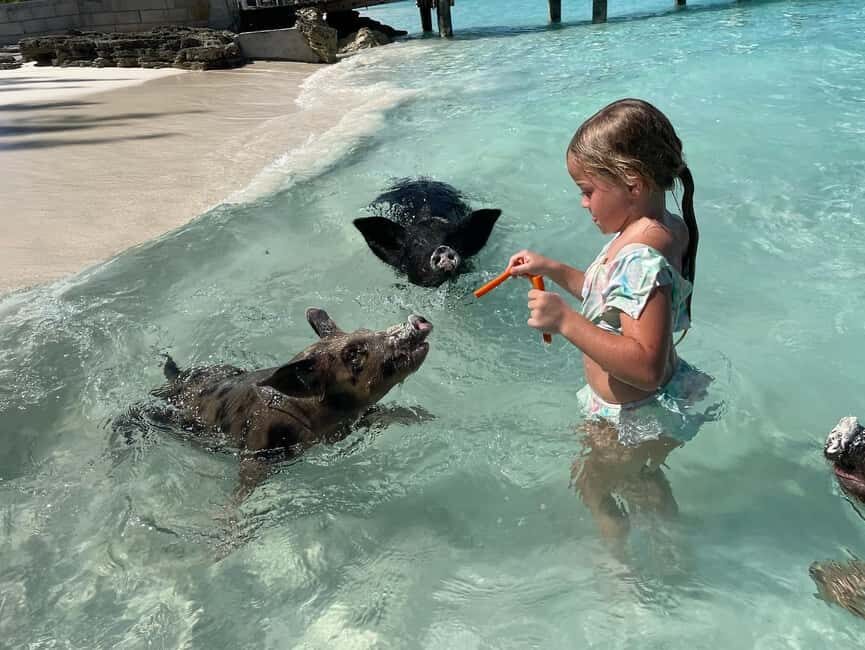 Nassau: 3 Islands Boat w/ Swimming Pigs, Snorkeling & Turtle - Who Will Enjoy This Tour Most?