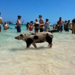 Nassau 3-stops: Snorkeling, Swimming Pigs, Turtles & Lunch - Why This Tour Offers Excellent Value