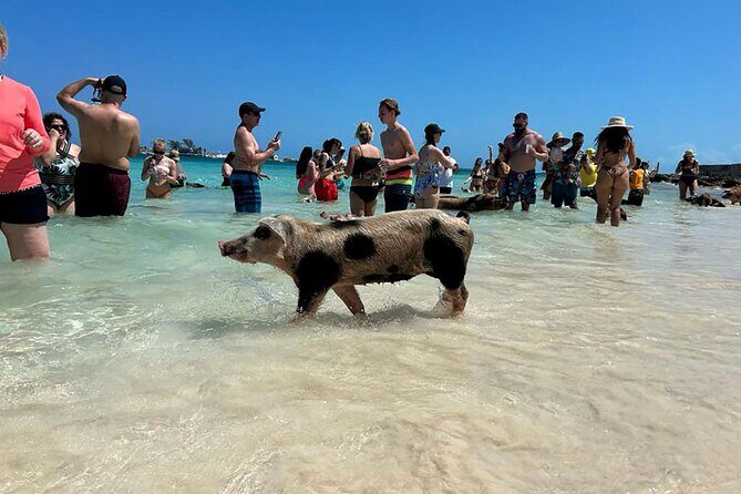 Nassau 3-stops: Snorkeling, Swimming Pigs, Turtles & Lunch - Why This Tour Offers Excellent Value