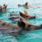 Nassau Bucket List: Private Full-Day Exploration Tour - Analyzing the Experience and Value