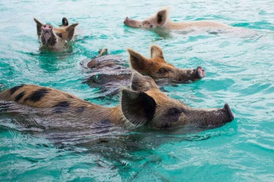 Nassau Bucket List: Private Full-Day Exploration Tour - Analyzing the Experience and Value