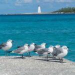 Nassau: City Tour with National Art Gallery Entry - Practical Details and What You Should Know