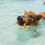 Nassau: Exuma Powerboat Day Trip - Why This Tour Offers Great Value