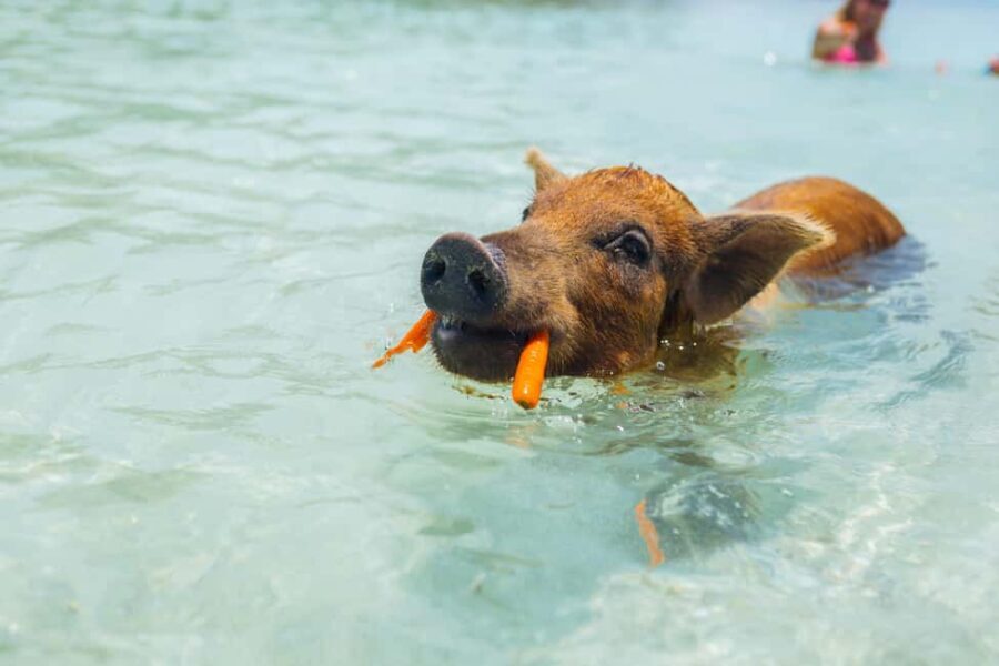 Nassau: Exuma Powerboat Day Trip - Why This Tour Offers Great Value