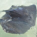 Nassau: Half-Day Guided Cay Cruise, Sea Life Watch & Snorkel - Who Will Love This Tour?