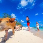 Nassau: Pigs Beach Trip by Boat with Swimming and Feeding - Who Would Enjoy This Tour?