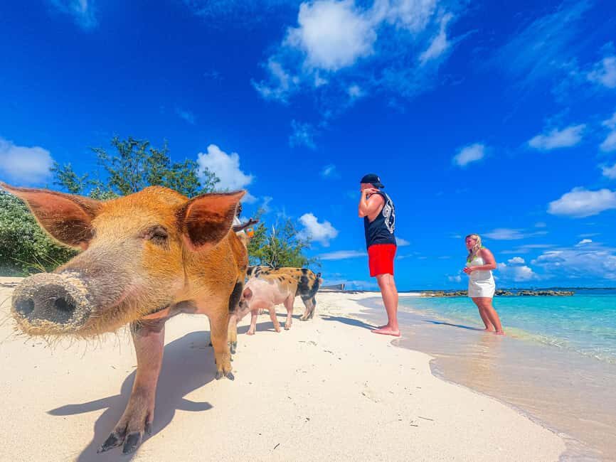 Nassau: Pigs Beach Trip by Boat with Swimming and Feeding - Who Would Enjoy This Tour?