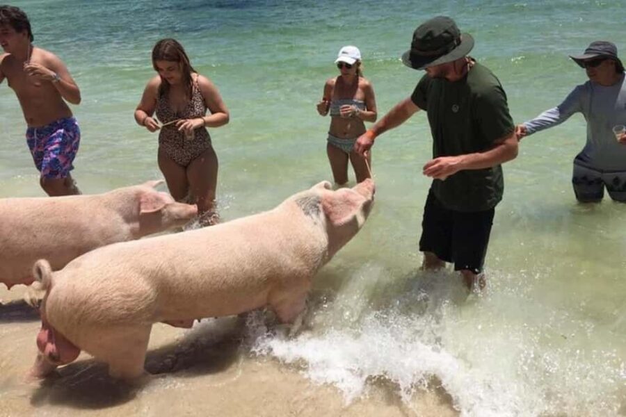Nassau: Private Swim with Pigs and Snorkeling Adventure - Final Thoughts: The Authentic Bahamian Adventure