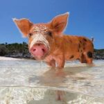 Nassau: Rose 3-Island Tour with Snorkeling and Lunch - The Full Breakdown: What You Can Expect