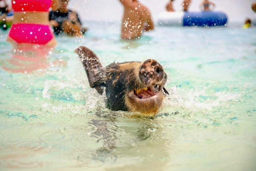 Nassau: Rose Island Swimming Pigs and Beach Day Group Tour - What We Like and What to Consider