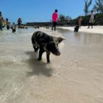 Nassau: Snorkeling, Pig Beach, Swim with Turtles, and Lunch - A Deep Dive into the Nassau: Snorkeling, Pig Beach, Swim with Turtles, and Lunch Tour