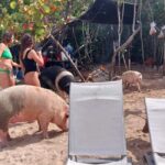 Nassau: Snorkeling, Swimming Pigs, Turtles & beach bar - What Makes This Tour Stand Out?