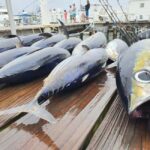 Nassau: Sport-fishing private charter . - Who Is This Tour Best For?