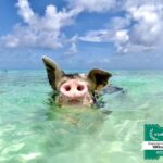 Nassau: Swimming Pigs and Private Beach Club Trip with Lunch - The Sum Up: Is It Worth It?