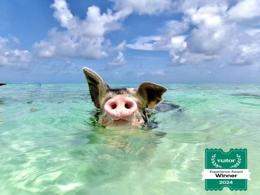 Nassau: Swimming Pigs and Private Beach Club Trip with Lunch - The Sum Up: Is It Worth It?