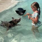 Nassau: Swimming Pigs And Snorkel With Turtles - Final Thoughts: Is It Worth It?