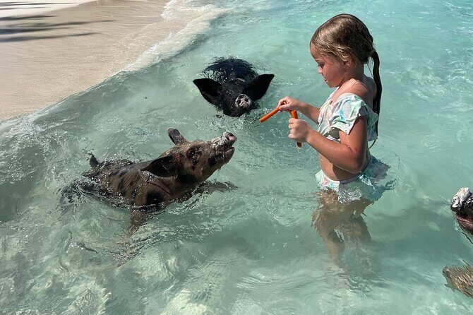 Nassau: Swimming Pigs And Snorkel With Turtles - Final Thoughts: Is It Worth It?