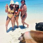 Nassau: Swimming Pigs, Turtles, Snorkel & More - Practical Tips