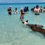 Nassau: Swimming with Pigs, Snorkeling, and Sightseeing Tour - Pearl Island and Snorkeling Over Colorful Reefs