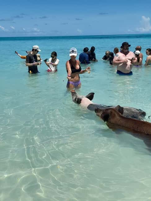 Nassau: Swimming with Pigs, Snorkeling, and Sightseeing Tour - Pearl Island and Snorkeling Over Colorful Reefs