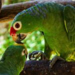 National Aviary & Mambo Beach Club Baru - Playa Blanca - A Deep Dive into the Experience