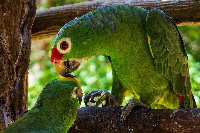 National Aviary & Mambo Beach Club Baru - Playa Blanca - A Deep Dive into the Experience