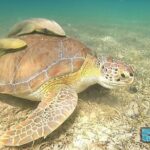 National Park Snorkeling Excursion - Who Will Love This Tour?